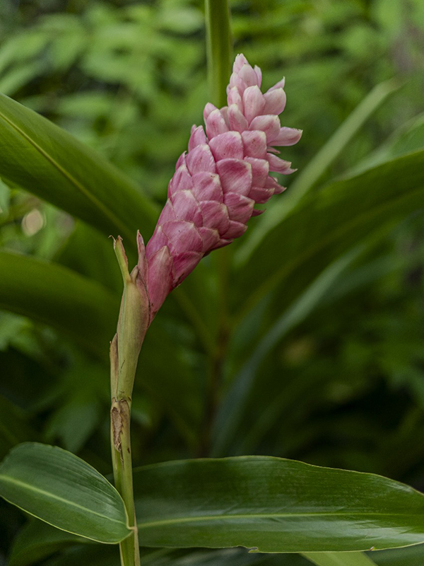 3 Bouquets à partager "CARNAVAL" - Voyage en Soute – Image 2