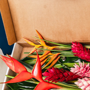 Fleurs Locales « TROPICAL » – Voyage en Soute