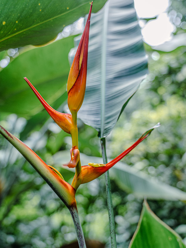 Fleurs Locales "TROPICAL" - Voyage en Soute – Image 11
