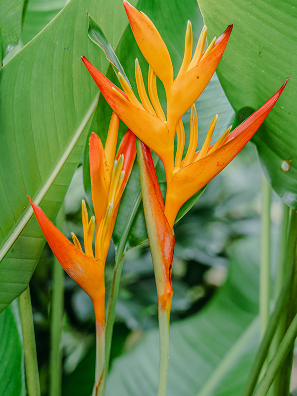 Fleurs Locales "TROPICAL" - Voyage en Soute – Image 10