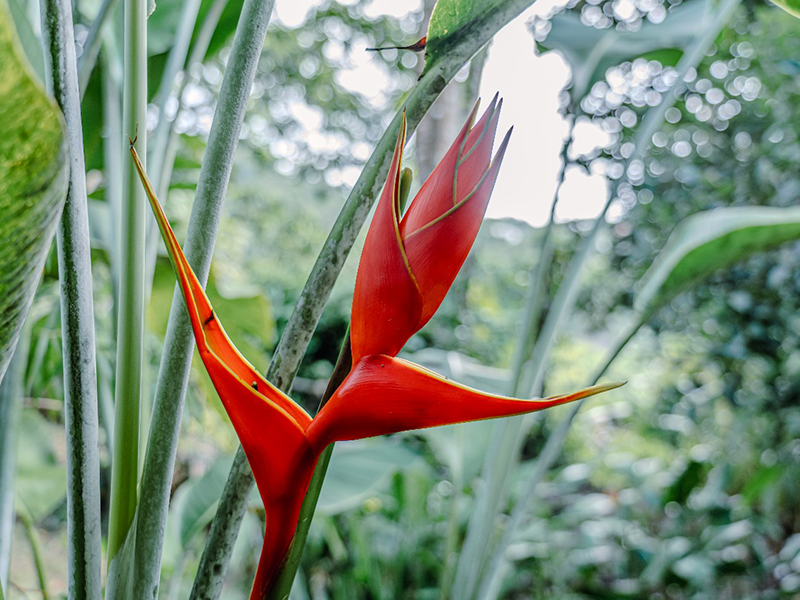 Fleurs Locales "TROPICAL" - Voyage en Soute – Image 8