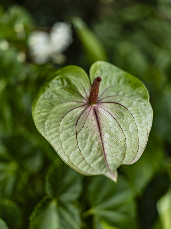 Fleurs Locales "TROPICAL" - Voyage en Soute – Image 7