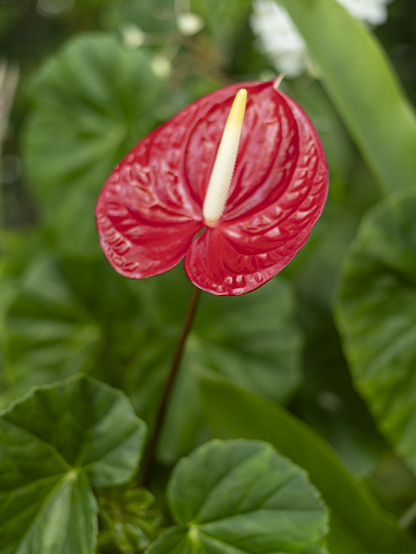 Fleurs Locales "TROPICAL" - Voyage en Soute – Image 6