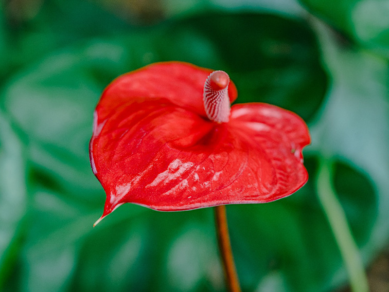 Fleurs Locales "TROPICAL" - Voyage en Soute – Image 5