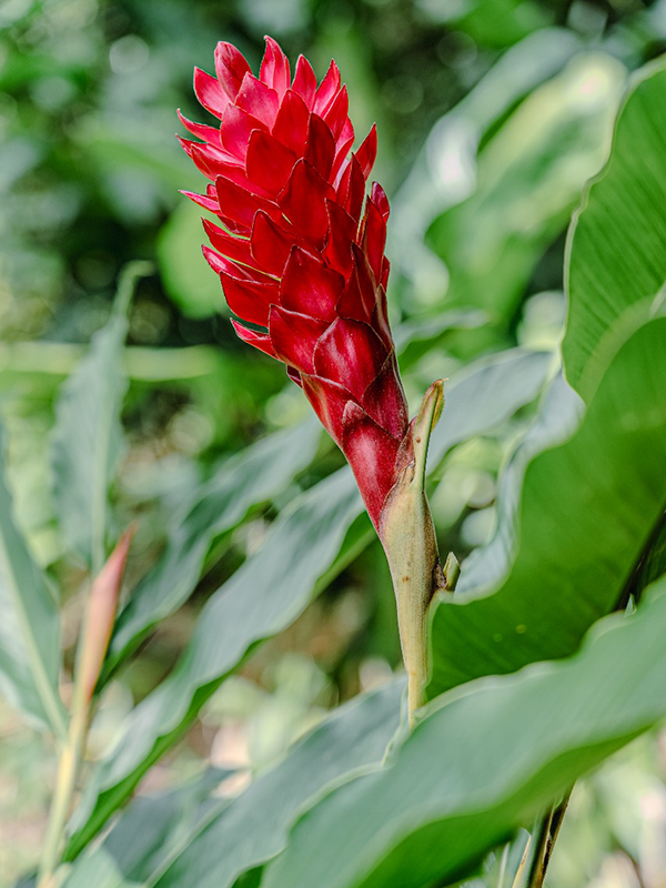Fleurs Locales "TROPICAL" - Voyage en Soute – Image 3