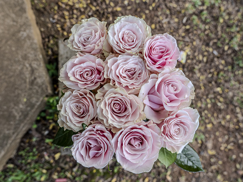 Roses du dernier "ADIEU" – Image 3