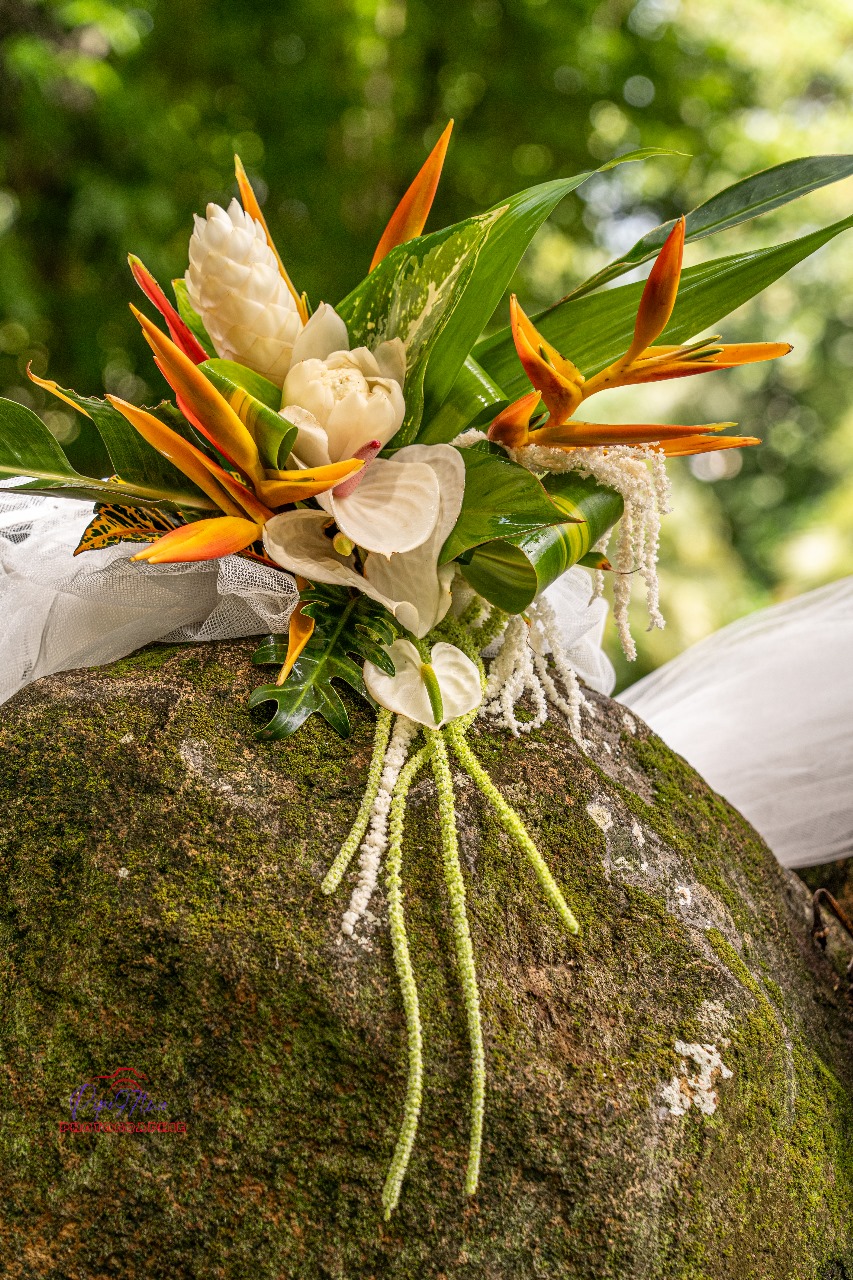 OISEAU DE PARADIS – Image 2
